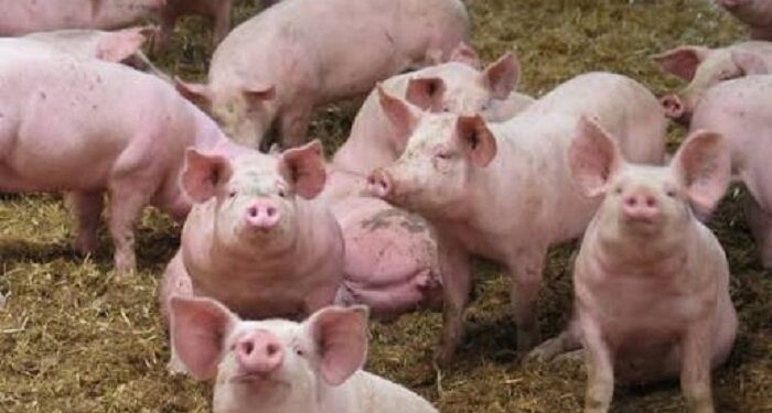 Peste porcine africaine : 1185 porcs abattus à Gagnoa et Guibéroua