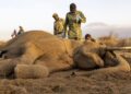 Kenya : Au moins 19 éléphants morts, une mystérieuse hécatombe inquiète les autorités