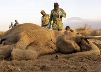 Kenya : Au moins 19 éléphants morts, une mystérieuse hécatombe inquiète les autorités