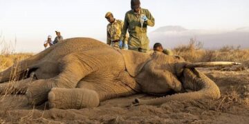 Kenya : Au moins 19 éléphants morts, une mystérieuse hécatombe inquiète les autorités