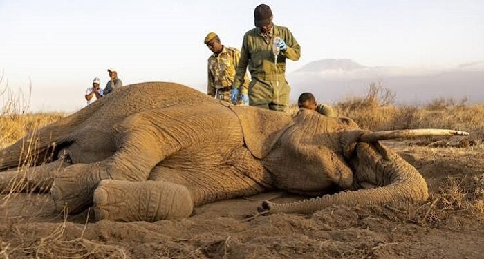 Kenya : Au moins 19 éléphants morts, une mystérieuse hécatombe inquiète les autorités