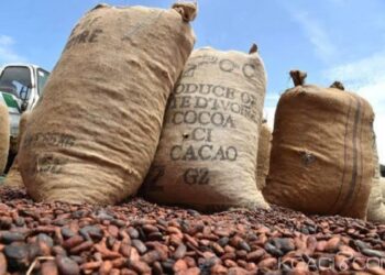 Traçabilité du cacao : La mise en conformité est coûteuse et complexe (Acheteurs locaux)