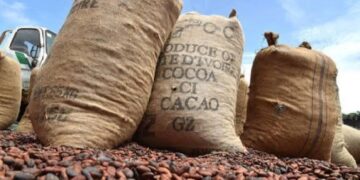 Traçabilité du cacao : La mise en conformité est coûteuse et complexe (Acheteurs locaux)