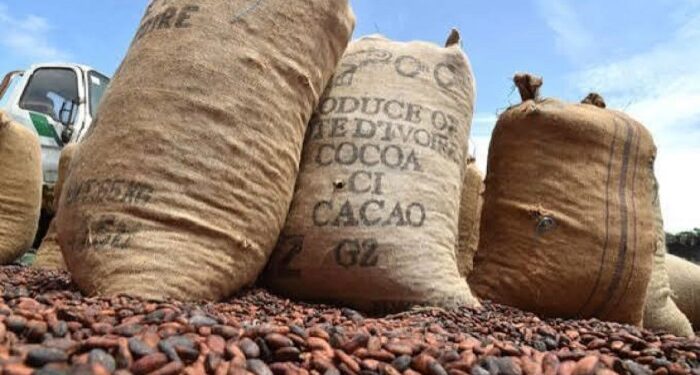 Traçabilité du cacao : La mise en conformité est coûteuse et complexe (Acheteurs locaux)
