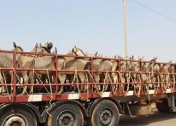 M’Bengué : 78 ânes interceptés sur la route du Ghana