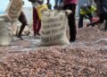 Café-cacao : La BNI mobilise 300 milliards FCFA pour la campagne 2026-2027