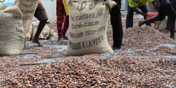 Café-cacao : La BNI mobilise 300 milliards FCFA pour la campagne 2026-2027