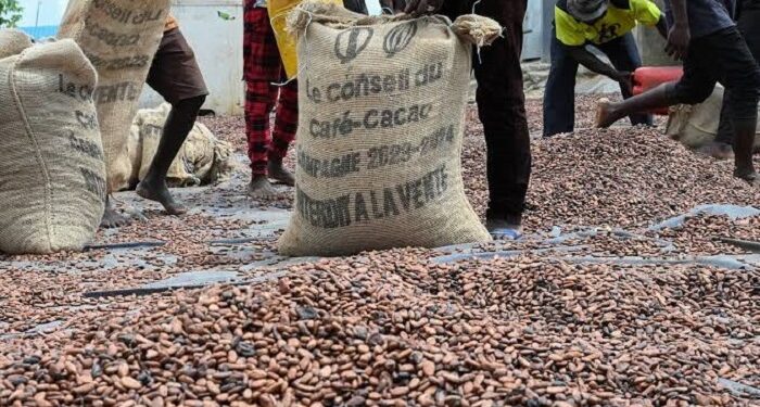 Café-cacao : La BNI mobilise 300 milliards FCFA pour la campagne 2026-2027