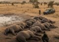 Kenya : Quatre suspects arrêtés après la mort de 18 éléphants