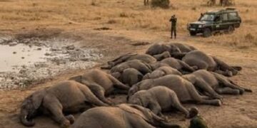 Kenya : Quatre suspects arrêtés après la mort de 18 éléphants