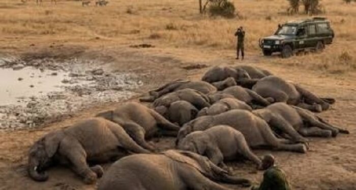 Kenya : Quatre suspects arrêtés après la mort de 18 éléphants
