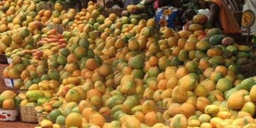 Filière mangue : La Côte d’Ivoire prépare la reprise des exportations vers l’UE