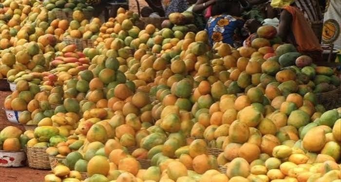 Filière mangue : La Côte d’Ivoire prépare la reprise des exportations vers l’UE